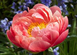 Pink Hawaiian Coral Peony 3-5 eye - Click Image to Close